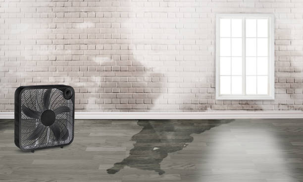Best Basement water damage restoration  in Perry, GA